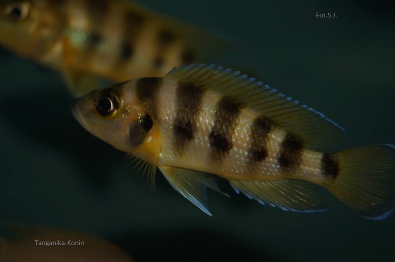 Neolamprologus sexfasciatus (Gold)